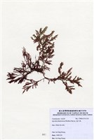 藏品(藍子藻)的圖片